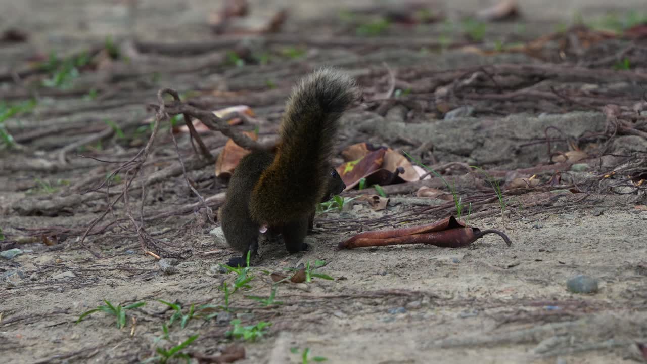 fotografía de seguimiento de mano que captura los movimientos rápidos de una ardilla de pallas ágil que se alimenta en el suelo, alertada por los alrededores en el parque forestal daan en taipei, taiwán