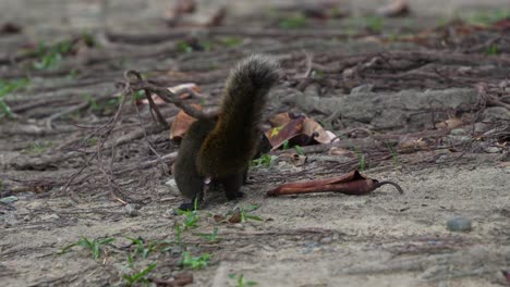 Handheld-tracking-shot-capturing-the-swift-movements-of-an-agile-Pallas's-squirrel-foraging-on-the-ground,-alerted-by-the-surroundings-at-Daan-Forest-Park-in-Taipei,-Taiwan