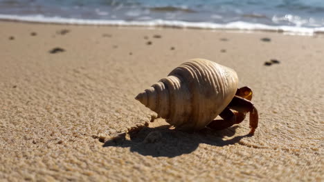 seashells and hermit crab on the beach