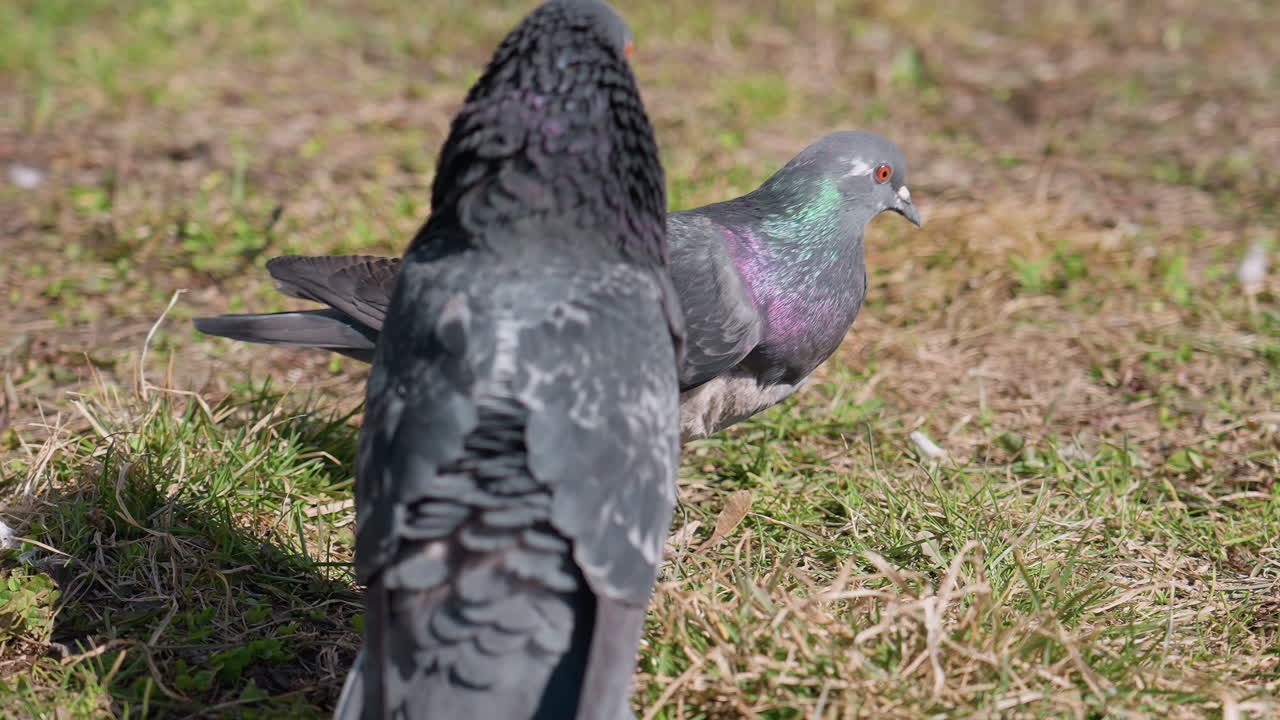 Close up of male pigeon walking closely behind female pigeon on grassy ground, displaying iridescent neck feathers in sunlight while engaging in courtship behavior, with natural outdoor background