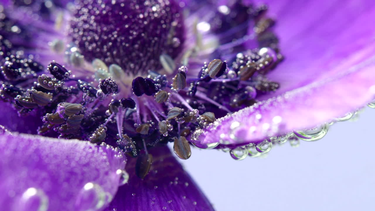 primer plano de una flor de anémona púrpura con burbujas