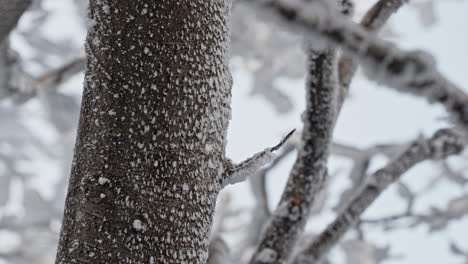 frosty tree trunk covered in snow with blurred winter trees in the background