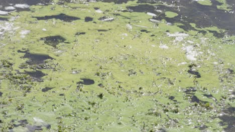 blue-green algae, also called cyanobacteria polluting a pond