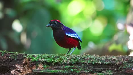 near threatened species bird of garnet pitta of taman negara national park in malaysia. close-up shot