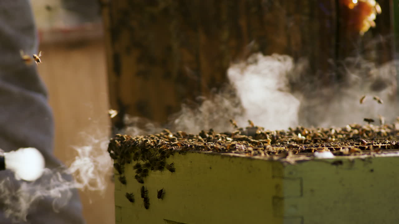 Slow-motion shot of a beekeeper using a smoker to calm the bees before handling the hive. The smoke drifts gently through the air, creating a cinematic and peaceful apiculture scene