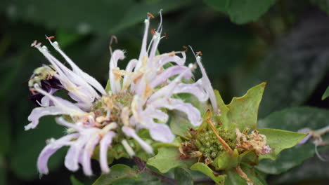 Biene,-Insekt,-Blumennahaufnahme,-Natur,-Sommergartenkäfer,-Natürliche-Tierszene,-Makro,-Bestäubung