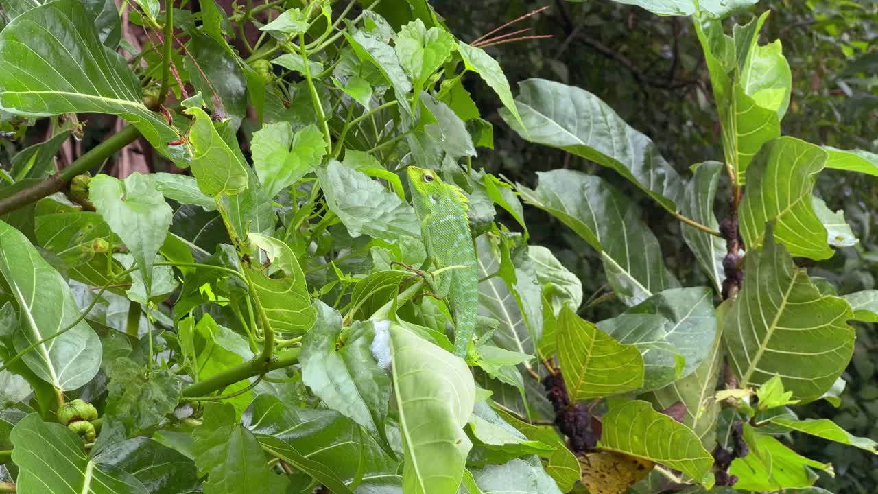 A green lizard hiding among dense green plants in a rainforest setting, showcasing its incredible natural camouflage. Chameleon, Chamaeleon, Bronchocela Jubata