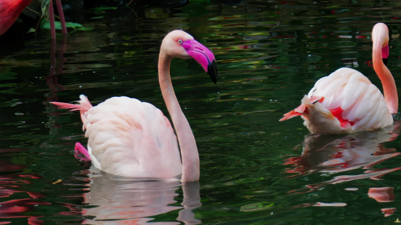 Close up of beautiful, pink flamingos moving in water at a zoo