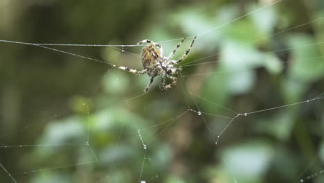 big unique spider moving on its web with blurred green background