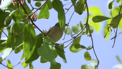 small bird in tree shade, female black-headed weaver partly hidden by leaves