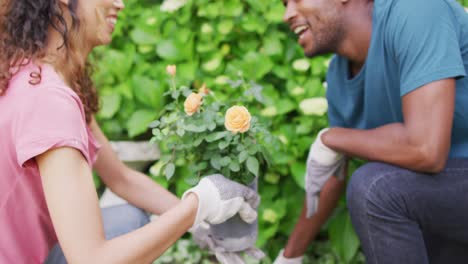 feliz pareja biracial jardinería juntos, plantar flores y reír