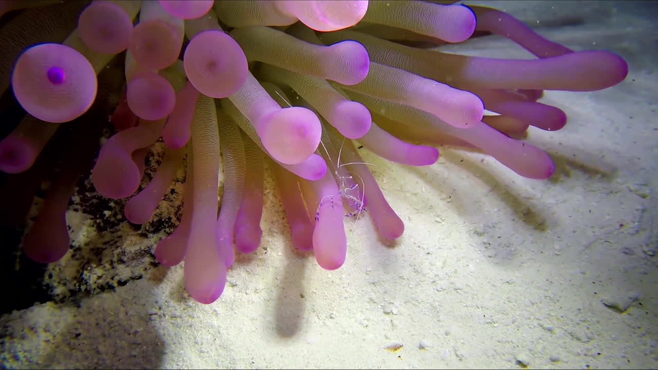 anémona de cerca con camarones pequeños