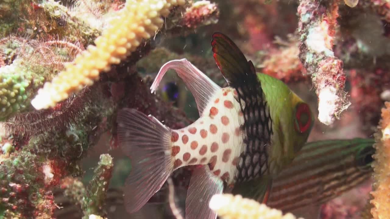 낮에는 스테그혼 산호에 숨겨진 파자마 카디널피시, 배경에 있는 다른 카디널피시와 클로즈업 샷