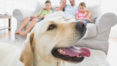 animation of cute labrador pet dog with happy caucasian family