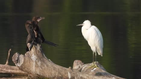 cormorant and heron in pond area