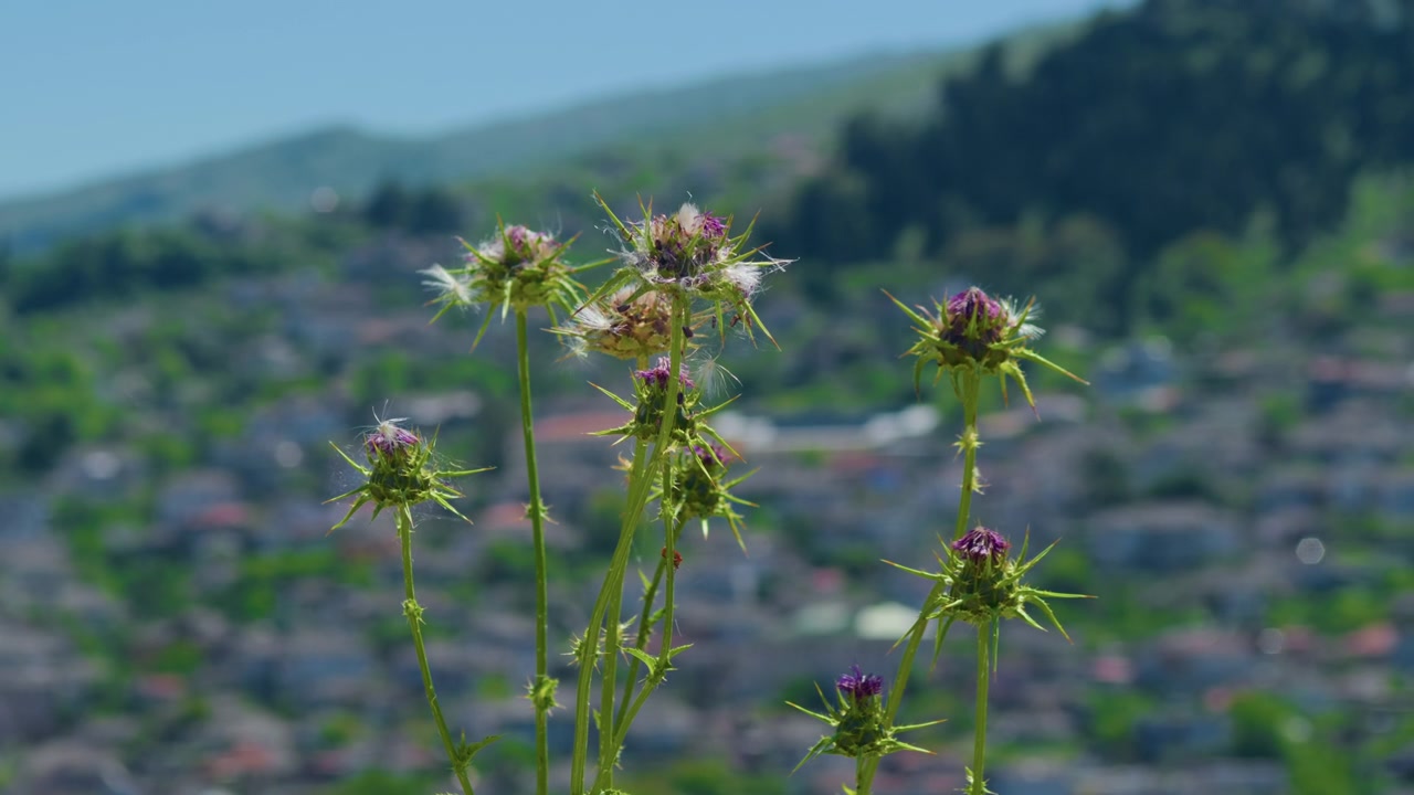 Lilla-grønne blomster, sløret by- og bjerglandskab, håndholdt optagelse. Nærbillede af botaniske blomster med bokeh-baggrund af bybygninger og bakker.
