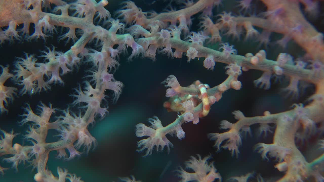 보라색 바다 팬 직면 카메라 내부 피그미 해마 데니스