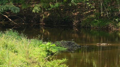 Red-wattled-Lapwing-vs-Asian-Water-Monitor,-4k-Footage,-Huai-Kha-Kaeng-Wildlife-Sanctuary