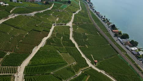 drone revela una toma de viñedos en lavaux con el hermoso lago de ginebra en suiza