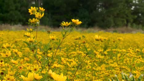 Scenic-Landscape-With-Yellow-Wildflowers-In-Blackwater-National-Wildlife-Refuge,-Maryland---Tilt-Up-Shot