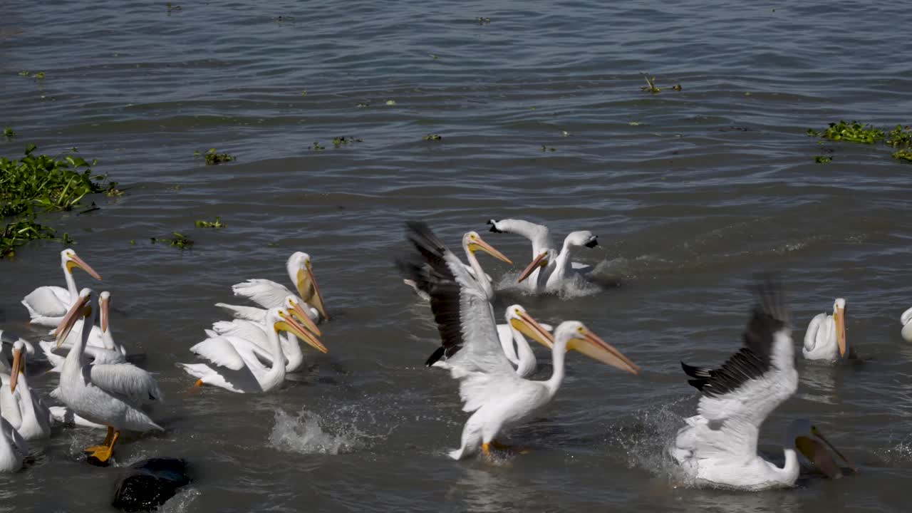 Pelicanos em câmera lenta nadando e voando em Petatán, México, no lago de Chapala