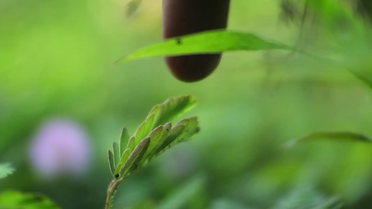 mimosa pudica se marchita después de ser tocada