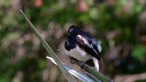 the oriental magpie-robin is a very common passerine bird in thailand in which it can be seen anywhere