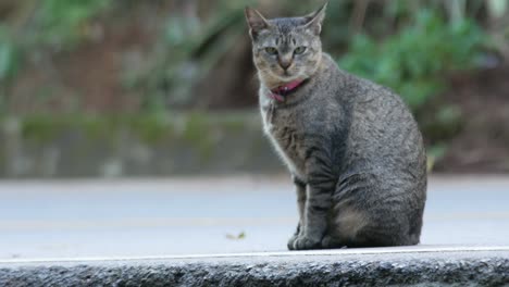 cat sit on the road and going to walk