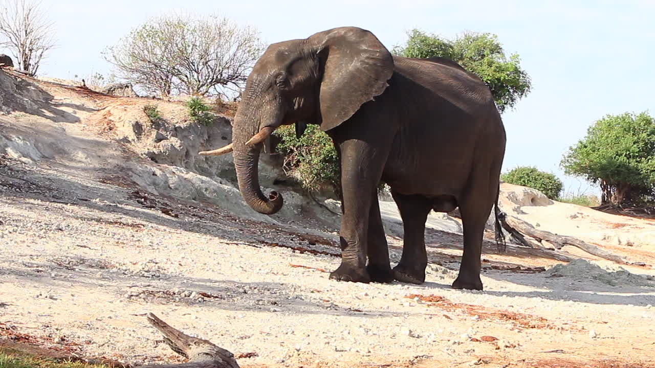 크고 성숙한 아프리카 덤불 코끼리 황소가 초베 강변을 걷는다