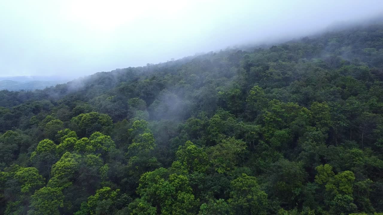Captivating aerial view of a vast, dense tropical forest jungle canopy covering a steep hillside, with thick, atmospheric fog or mist slowly rolling and dissipating over the treetops