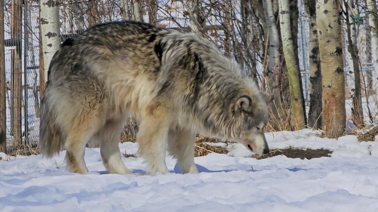 Gray wolf lowers its head to eat from the snowy ground in a winter woodland habitat, capturing natural feeding behavior, thick fur, and a cold outdoor wildlife setting