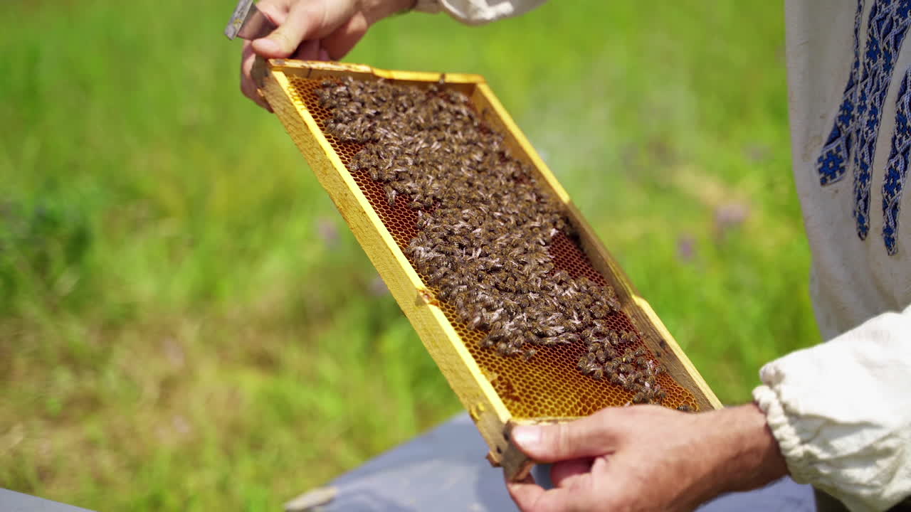 Bee frame in man's hands. Beekeeper holding and inspecting the honeycombs on the wooden frame with bees. Bees making pure organic product.