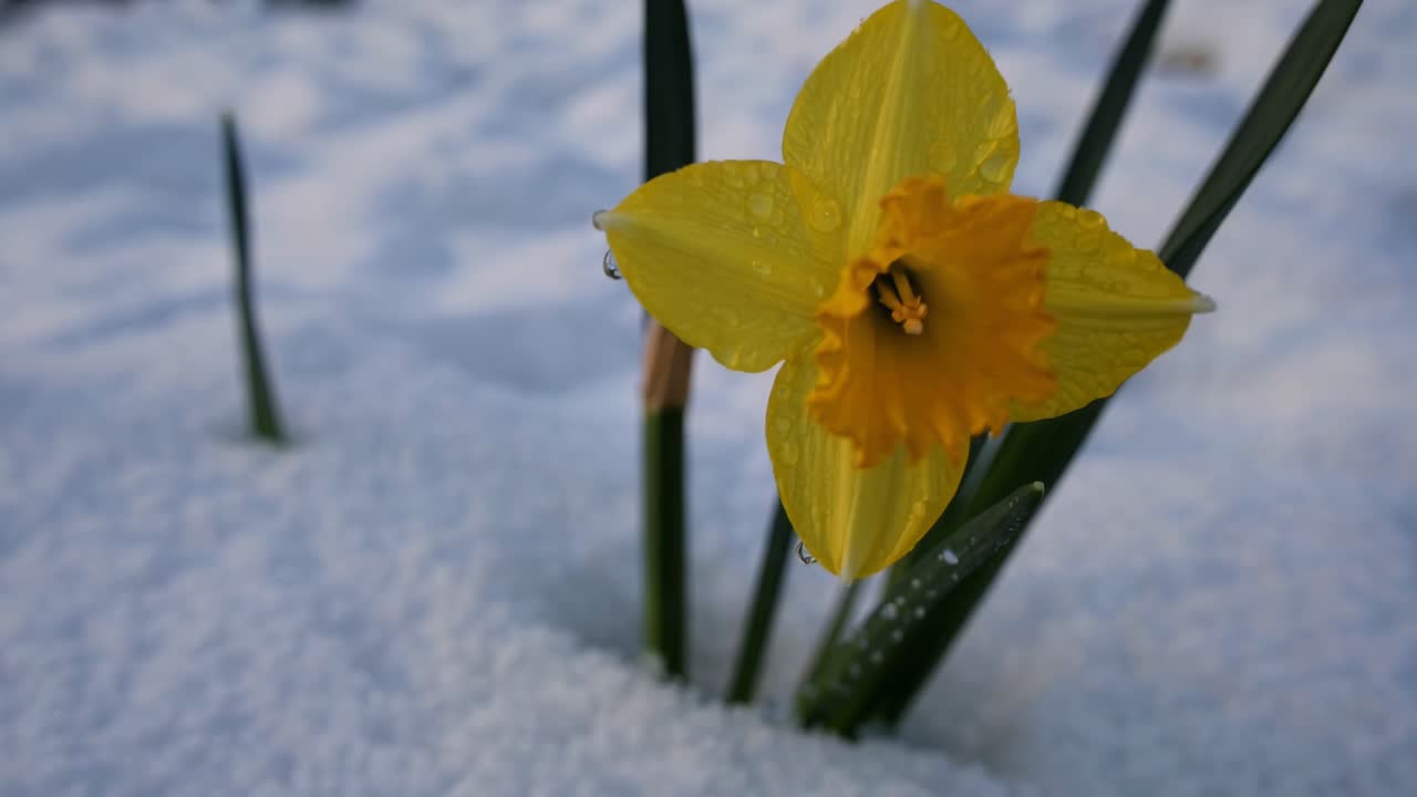 Primo piano di un narciso giallo con rugiada, che emerge dalla neve. Ripreso da un'angolazione bassa.