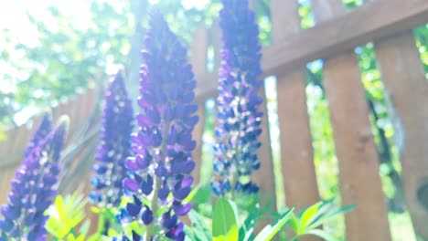 Violett-blaue-Blumen-Im-Garten-Vor-Dem-Hintergrund-Der-Sonne