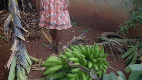 una mujer africana rural corta el tallo de un racimo de plátanos para la cosecha
