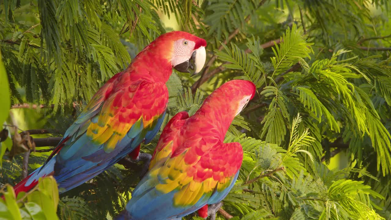 Pair of scarlet macaws perched together communicating closeup in Peru's rainforest, vibrant colors glowing in sunny morning.