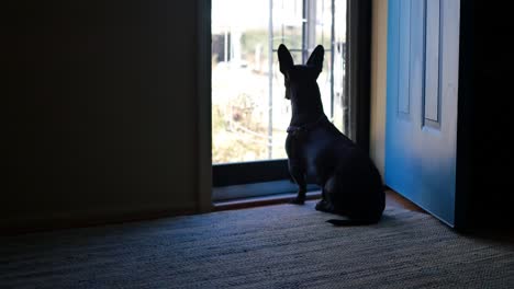 little black dog with big ears looks in anticipation out of a glass front door