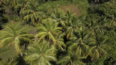 Draufsicht-Drohnenaufnahme,-Die-Auf-Einem-Wunderschönen-Palmenwald-Nahe-Der-Küste-Von-Playitas-Beach-In-Costa-Rica,-Zentralamerika,-Nach-Unten-Kippt