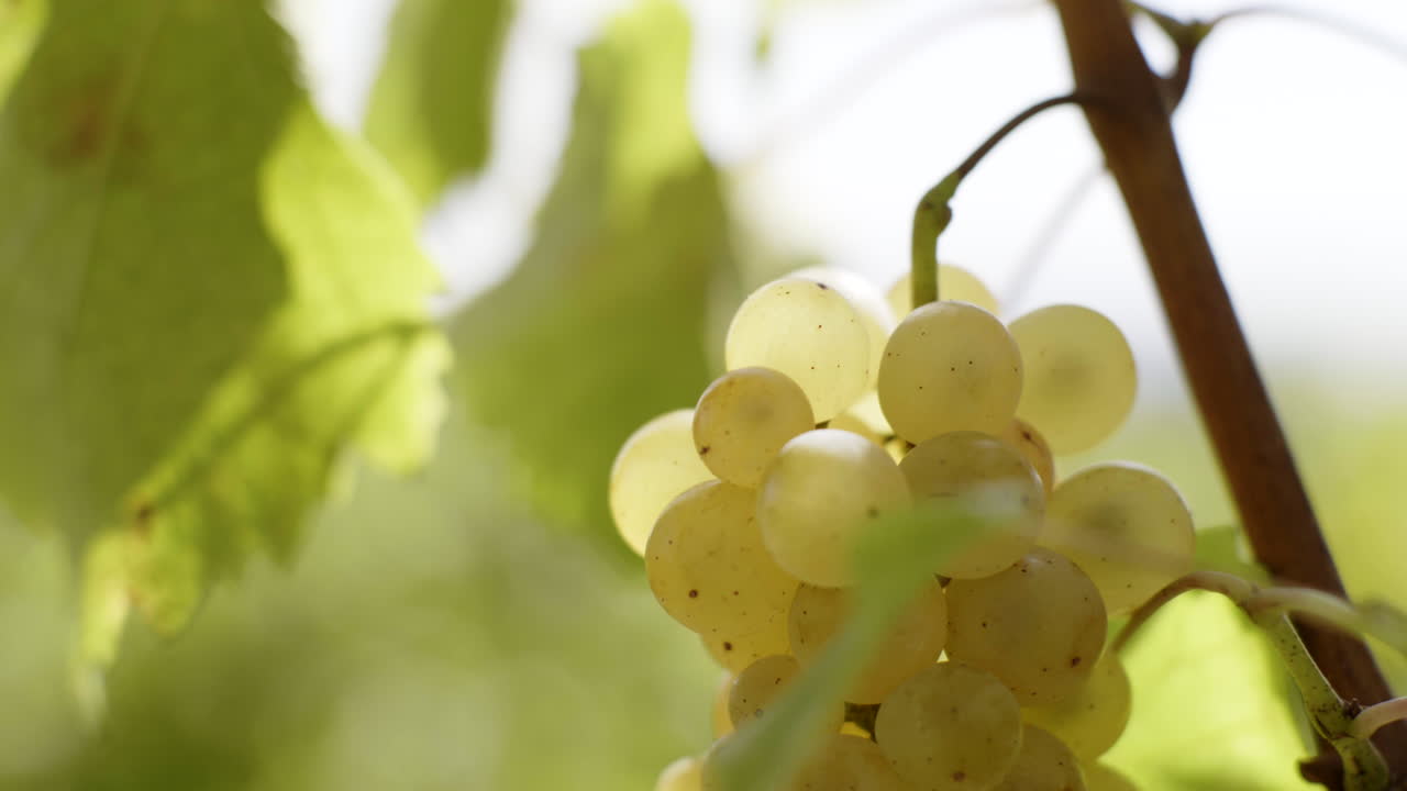 Bunch of White Grapes on the Vine