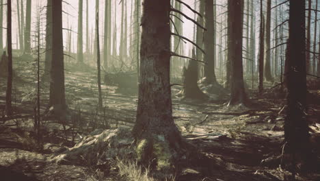 burned forest area showcasing tree remnants and haze in sunlight