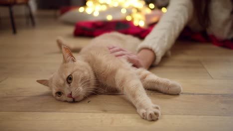 Close-up-shot-of-a-cream-colored-cat-lying-on-the-floor-near-its-owner,-a-brunette-girl-in-a-White-sweater-who-is-stroking-the-cat-in-a-cozy-room-decorated-in-New-Year's-style