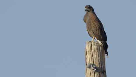 lone hawk screaming sounds on wooden pole against clear blue sky