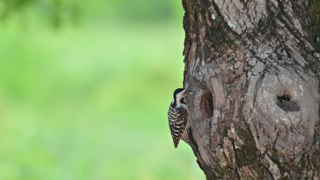 bajando por el lado del árbol hacia su nido, entrega la larva a su bebé luego muestra su cabeza para chirriar y entra, pájaro carpintero de pecho manchado dendropicos poecilolaemus, tailandia