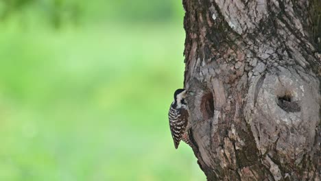 Er-Geht-An-Der-Seite-Des-Baumes-In-Richtung-Seines-Nestes-Hinunter,-übergibt-Seinem-Baby-Die-Larve,-Zeigt-Dann-Zum-Zwitschern-Den-Kopf-Und-Geht-Hinein,-Specklehenspecht-Dendropicos-Poecilolaemus,-Thailand