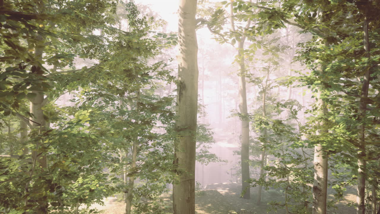 Morning sunlight filters through dense trees in a serene forest setting