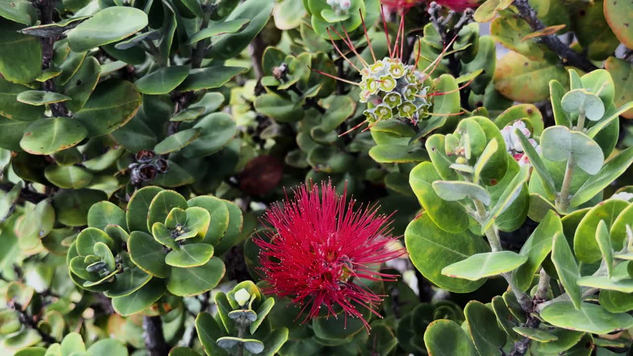 Hawaii'nin volkanik arazisinde yetişen, yeşil yapraklarla çevrili, kırmızı ʻōhiʻa lehua çiçeğinin statik 4K yakın çekimi.