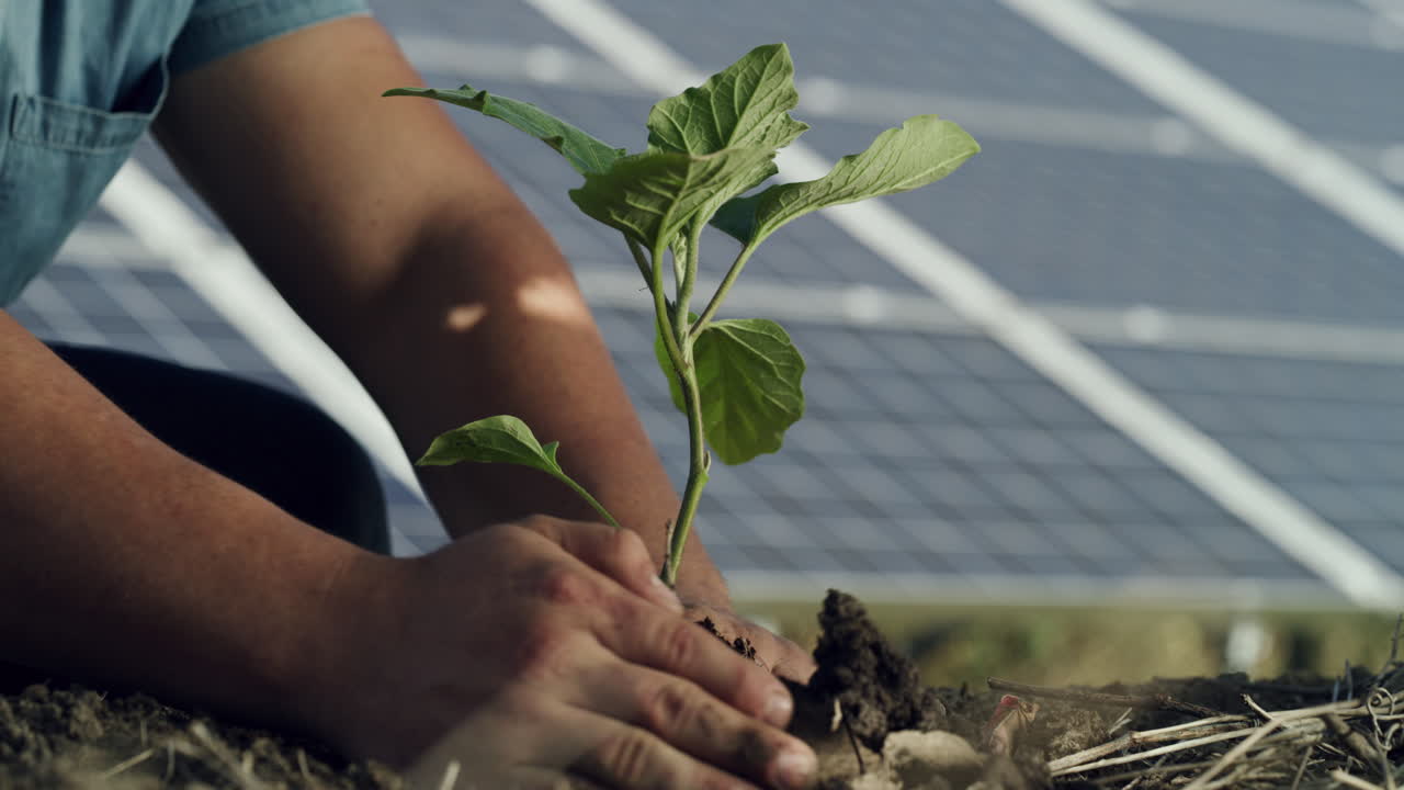 plantar una planta de berenjena joven cerca de los paneles solares