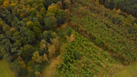 Aerial: Autumn in a woodland forest in Thetford, England - tilt up landscape drone shot
