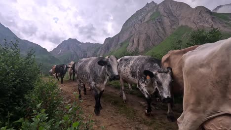 herd of cows passing by on a mountain trail in the alps of northern italy