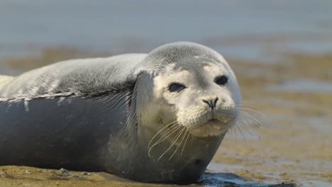 acerque extremadamente a un joven mamífero marino tendido en la playa de arena con una expresión graciosa en la cara